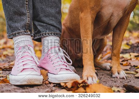 Human And Dog's Feet Among Autumn Leaves. Close-up Shot Of Sneakers And Dog's Legs Side By Side, The
