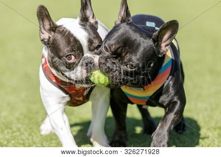 frenchies playing