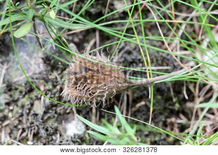 A Beechnut Lies In The Grass In Autumn