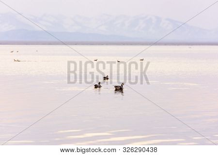 Anser Indicus. Mountain Geese On Lake Manasarovar. Tibetan Plateau.