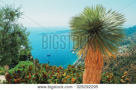 Beautiful View On The Mediterranean Sea With The Focus On A Big Yucca In The Botanical Garden Of Med