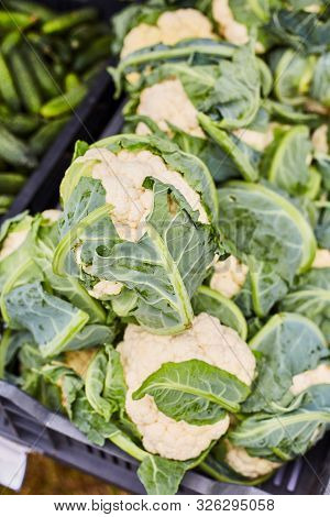 Brassica Oleracea Cabbage. Agricultural Exhibition. Fresh Harvest.