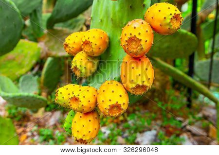 Prickly Pear Cactus With Orange Fruits Close-up