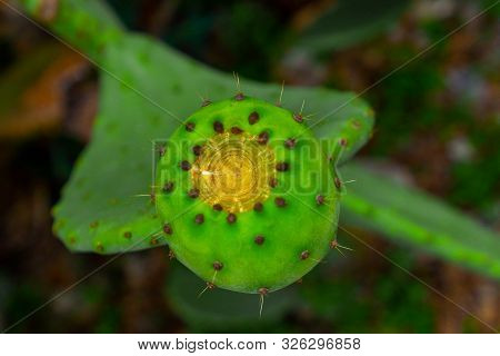 Prickly Pear Cactus With Green Fruit Close-up