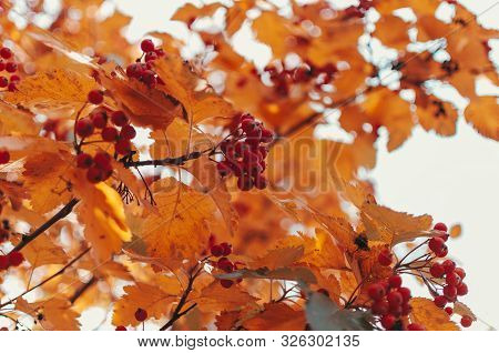 Orange Ripe Bouquet Of Mountain Ash With Yellow Leaves Of Mountain Ash In The Autumn Season. Autumn 