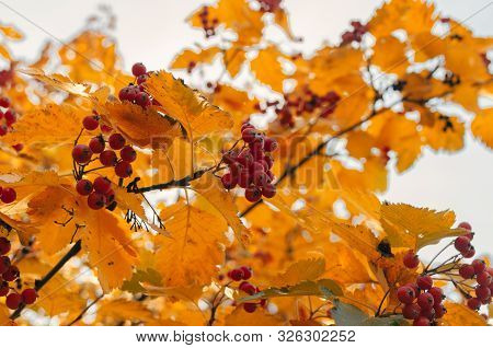 Orange Ripe Bouquet Of Mountain Ash With Yellow Leaves Of Mountain Ash In The Autumn Season. Autumn 