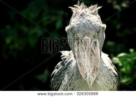 A Shoebill (balaeniceps Rex) Stork Standing Surrounded By Plants And Waiting.