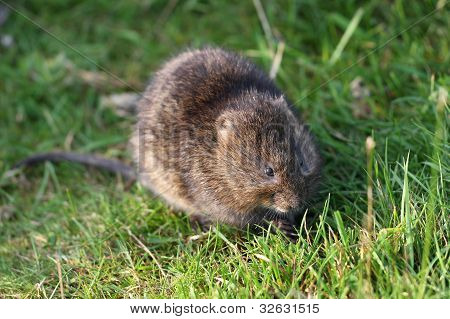 Vole wody.