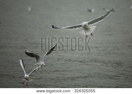 Seagulls Fly Above The Water Surface In Search Of Fish.