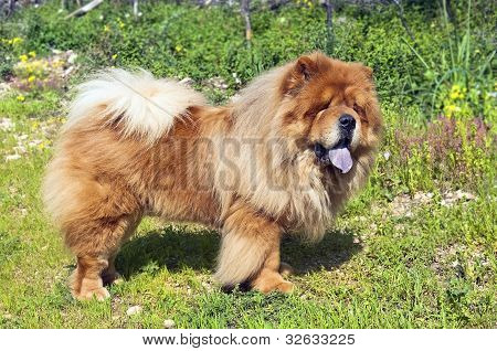Cão jovem Chow-Chow