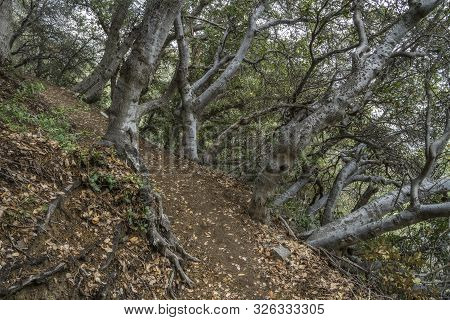 On The Trail To San Gabriel Peak In The San Gabriel Mountains, Southern California