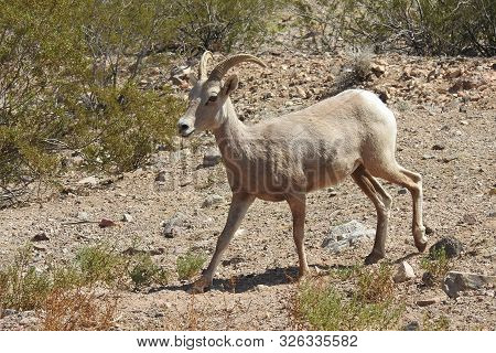 Desert Bighorn Sheep, Hemenway Park, Boulder City, Nevada.