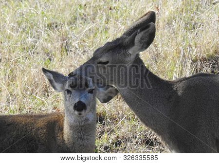 Mule Deer, Tehachapi Mountains, Stallion Springs, California.