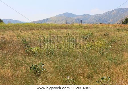 Campo