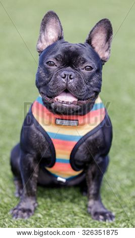 Black French Bulldog Puppy Male Sitting And Posing. Off-leash Dog Park In Northern California.