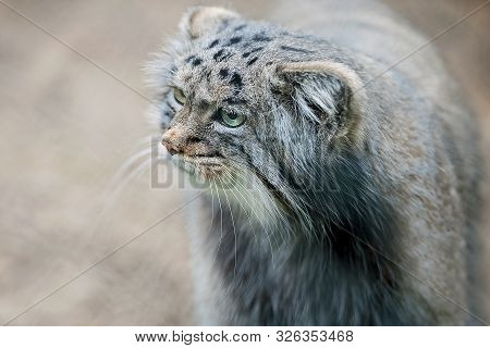 Pallas's Cat (otocolobus Manul). Manul Is Living In The Grasslands And Montane Steppes Of Central As