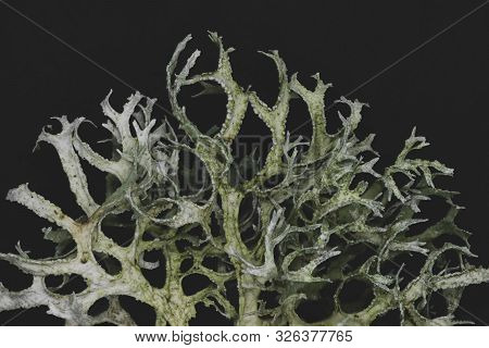 Macro View Of White Moss (bryophyta) On Black Matte Background