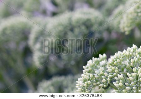 Lot Of Blooming Hylotelephium Telephium White Flowers With Green Leaves And Stems