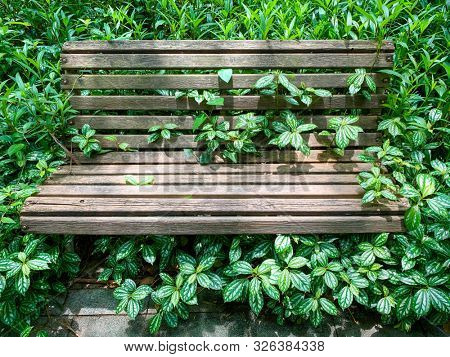 An aged wooden street bench  surrounded by the beautiful  houseplants,Pilea cadierei,  in a shady corner of  small street park, Fuzhou,Fujian,China. 