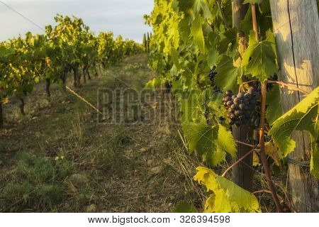 Gorgeous Huge Cluster Of Ripe Sangiovese Grapes On The Vine In Chianti,tuscany.