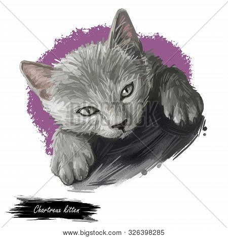 Chartreux Cat Portrait Isolated On White, Digital Art