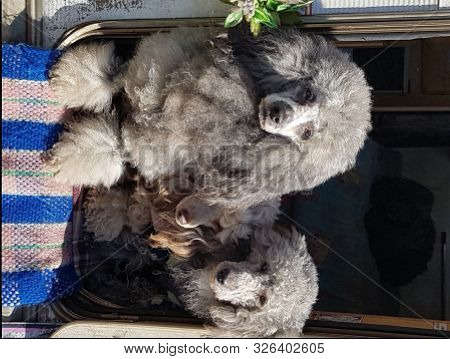 Fluffy Puddel Dog Family In Grey Fur