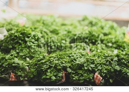 Fresh Green Basil. Presenting In A Shop Window. Organization Of A Microclimate For Greens. Selective