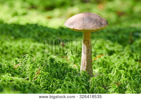 Birch Mushroom. Edible Fungus Growing In Moss. White Ghost Bog Bolete. Copy Space