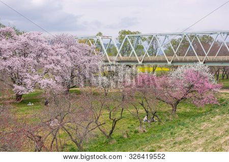 Nagano, Japan - April 19, 2019 : View Of Cherry Blossom Trees Chikuma River  Park , Obuse Town, Naga
