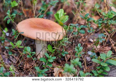 Russula Mushroom In Forest. Little Edible Fungus. Edible Tasty Mushroom.