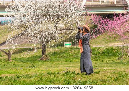 Nagano, Japan - April 19, 2019 : People Visiting  Cherry Blossom Trees Chikuma River  Park , Obuse T