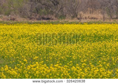 Blooming Canola Flowers In Chikuma River Park ,obuse Town, Nagano Prefecture, Japan.