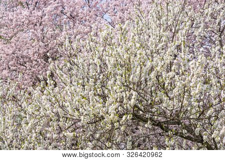 View Of Cherry And Peach Blossom Trees Chikuma River Park(public Park) ,obuse Town, Nagano Prefectur