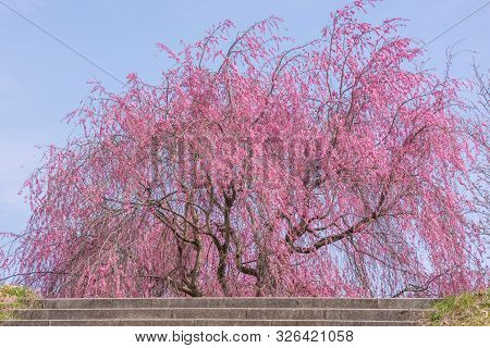 View Of Cherry Blossom Trees With Steps At Chikuma River Park(public Park) ,obuse Town, Nagano Prefe