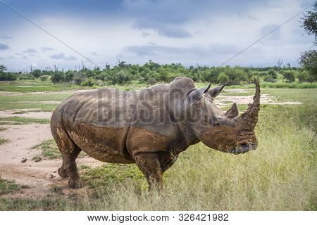 Southern White Rhinoceros In Wide Angle View In Hlane Royal National Park, Swaziland ; Specie Cerato