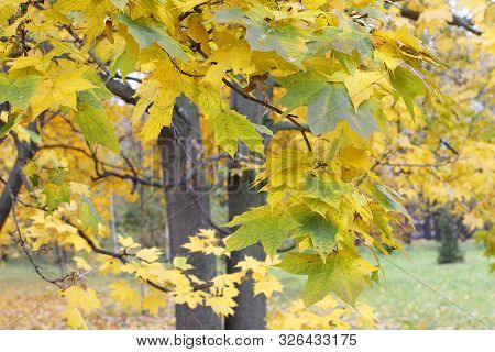 City Park In The Fall. Autumn Landscape. Yellow Leaves On Tree Branches.
