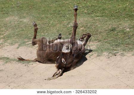 Funny Brown Donkey Is Bathing In The Dust