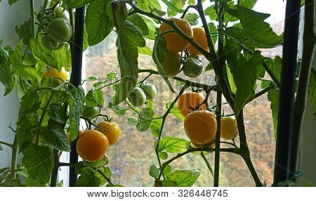 Ripe Yellow Indoor Tomatoes Hang On A Vine Of A Tomato Bush On The Window. Tomatoes Are On The Backg