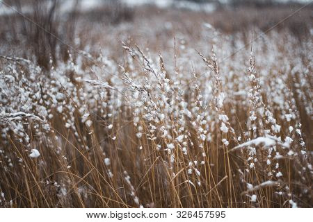 Brown-yellow Dry Grass Covered With White Snow Close-up. Natural Background. Autumn Or Winter Textur