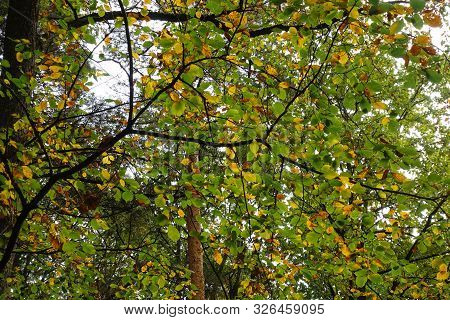 Beautiful Autumn Multicolored Hazel Leaves.  Hazel Leaves