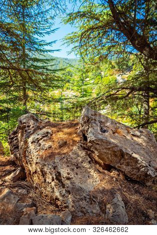 Beautiful landscape of an old cedar trees in the mountains, amazing fresh nature, Lebanon