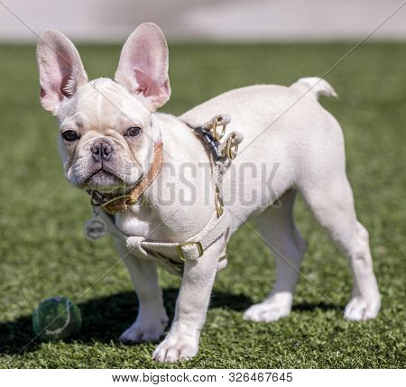 White Puppy Female Frenchie Standing And Looking At Camera. Off-leash Dog Park In Northern Californi