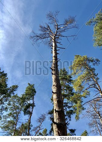 Tall Pine Treetall Dry Pine Trees Against The Blue Sky. The Tops Of Tall Trees In A Pine Forest. Con