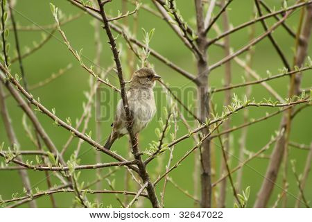 ortak stonechat