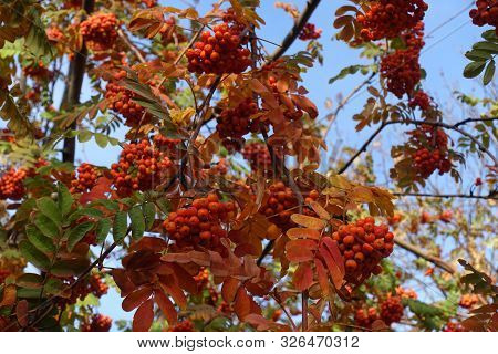 Bright Orange Leaves And Berries Of Rowan Against Blue Sky In Autumn
