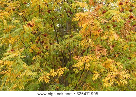 Yellow And Green Autumnal Foliage Of Rowan In October