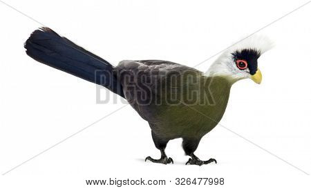 White-crested turaco, Tauraco leucolophus standing against white background