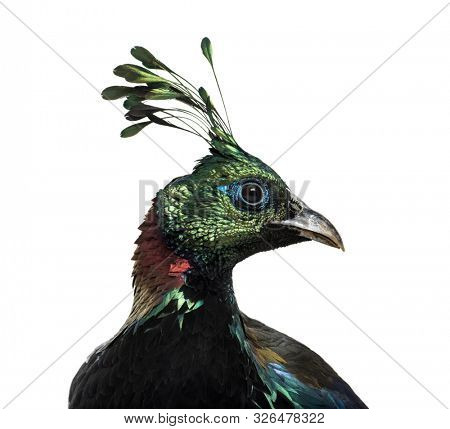 Himalayan monal, Lophophorus impejanus, also known as the Impeyan monal and Impeyan pheasant against white background