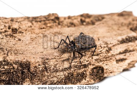 Ethiopian Cricket, Homoeogryllus xanthographus, on log in front of white background