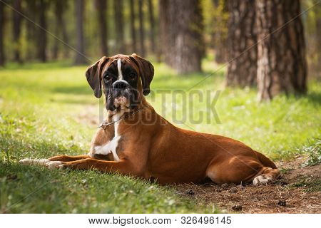 German Boxer Puppy Dog Looks At You In Surprise